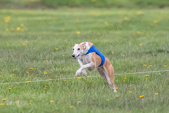 1 Prelim Open A3 Jethro Natasha Scarlet -6265