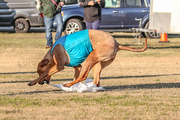 1prelims Open 1 Chief Coco Rein-9562