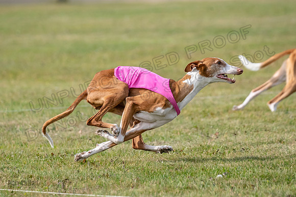 Finals Vet 2 Seren Dawn-3388