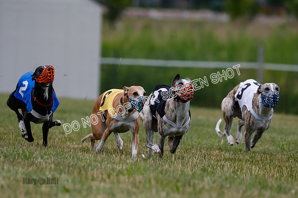 Prg 2, Race 4, Marty, Bogie, Denim, Meatloaf, Blaze, Raz-1001