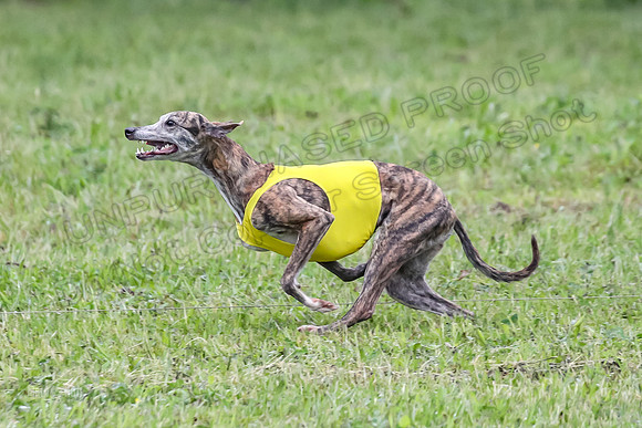 Prelim Open E3, Siren Martini Bee-9091