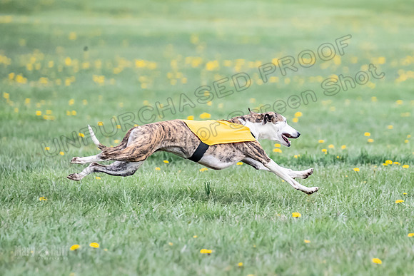 1 Prelim FCh A1 Carrie Finely JesseJames-6645