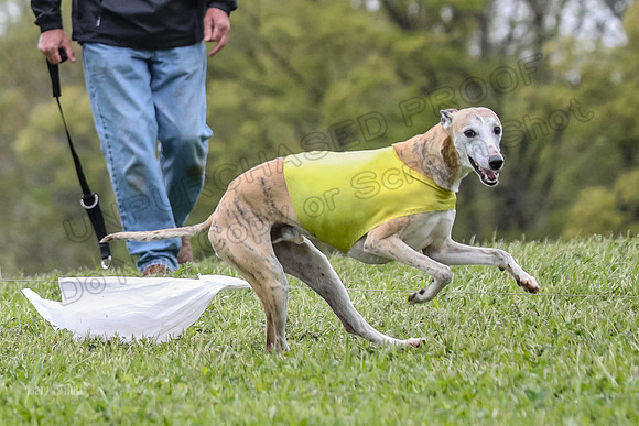 Finals Vets 5, RickyBobby Blue Jewel-2464