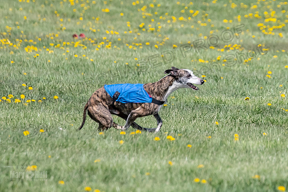 1Prelims Veterans 2 Nellie Prudence Captain-1649