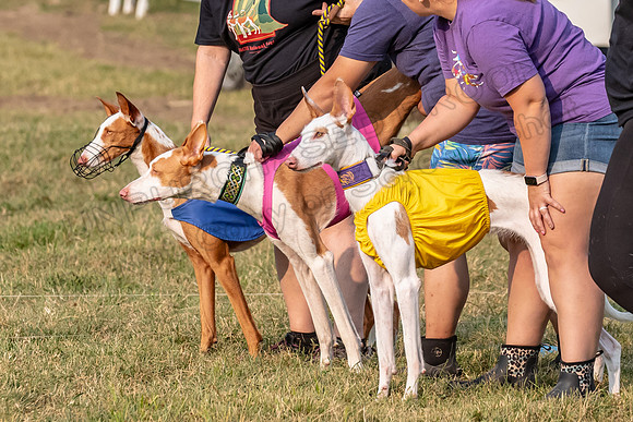 1prelims Fch 1prelim 1 Willow Fable Penny-3459