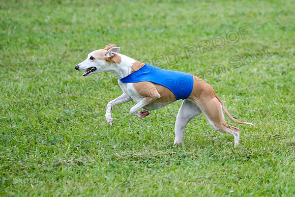 Prelim Open E2, Riddle Finely Scarlet-4877