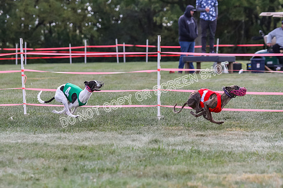 Prg 2, Race 2, Tata Watson Victor Dazzle-1286