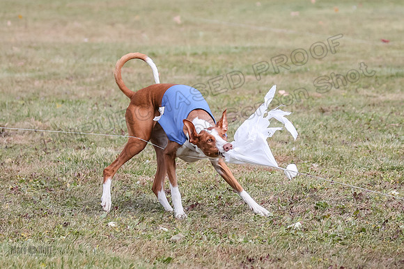 Finals Fch 1 Beastie Jadis Ginny-7927
