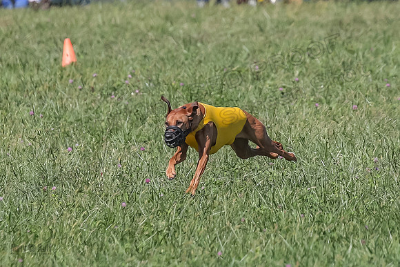 2 Finals Vet 2 Erzulie Libby-8156