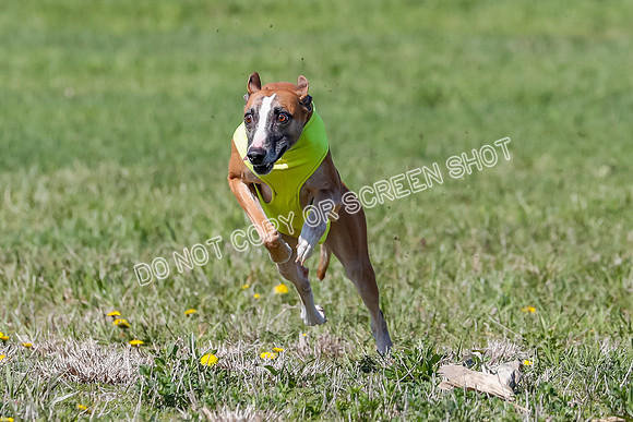 Prelim, Rocky Shimmy Zed-2411