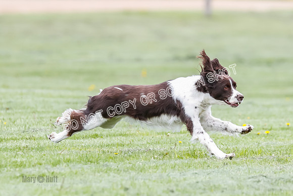 CAT, Test 1, Sadie-9623