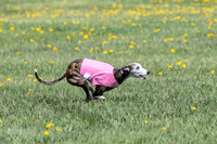 1Prelims Veterans 1 Rosa Marley Luna-1604