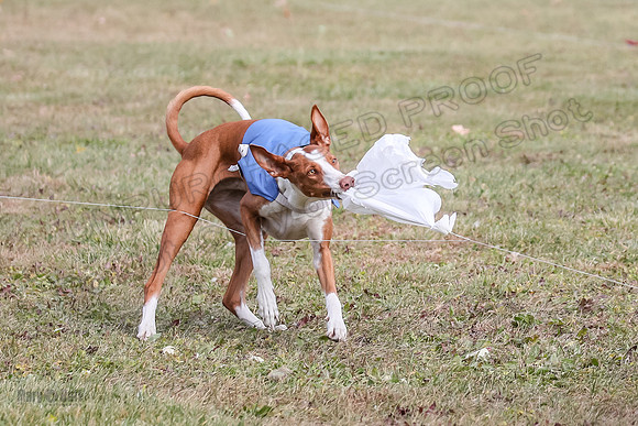 Finals Fch 1 Beastie Jadis Ginny-7926