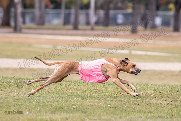 Finals Fch 1 Islay Opal Dakota-2398