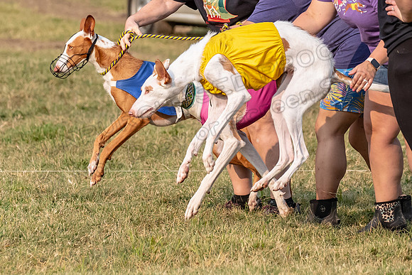 1prelims Fch 1prelim 1 Willow Fable Penny-3466