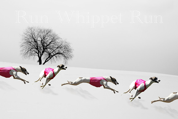 Art Winter Run Whippet