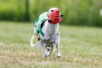 Puppy, Gambit-1599