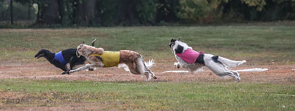 1 Prelims Vet Chase Imp Zip-0592