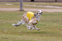 Borzoi