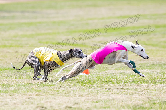 prelims Fch-Vet Arrow Wilson-7611