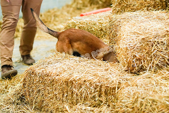 _E4I7500