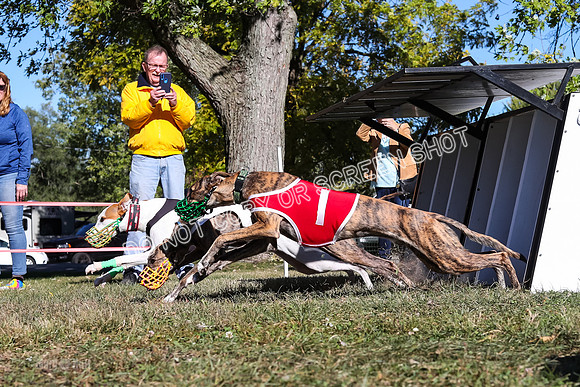 Prg 2, Race 1, Puppy, Reese JJ Revenant-9336