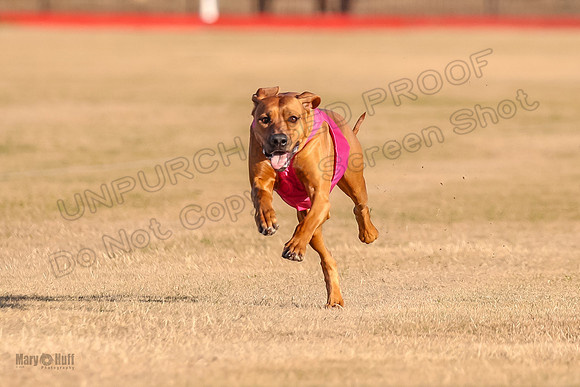 1prelims Open 1 Chief Coco Rein-9558