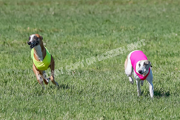 Prelim, Rocky Shimmy Zed-2401