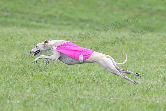 Prelim Open B3, Tusi Dany Tails-8453