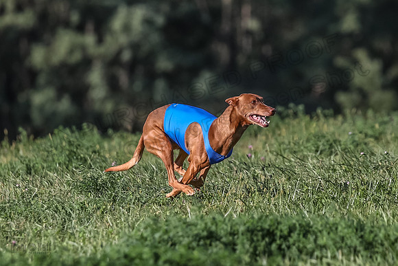 1 Prelims Vet 1 Precious Cayper Copper-4303