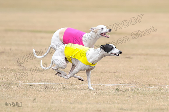 1Prelim Open 5 Petey Sue Cheese-3121