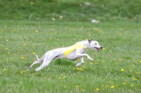 Finals Whippet Specials-4725
