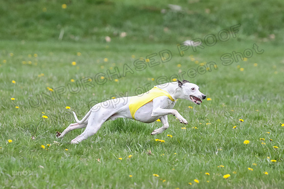 Finals Whippet Specials-4725