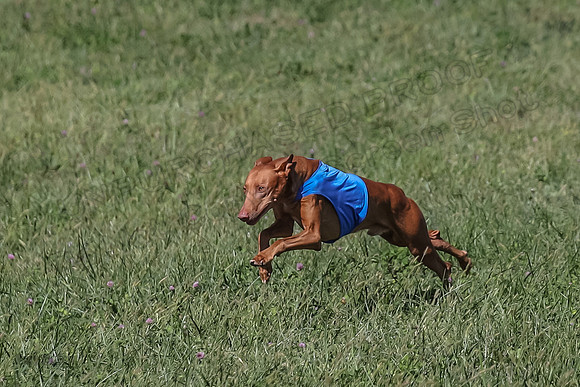 2 Finals Vet 1 Precious Copper Cayper-7244