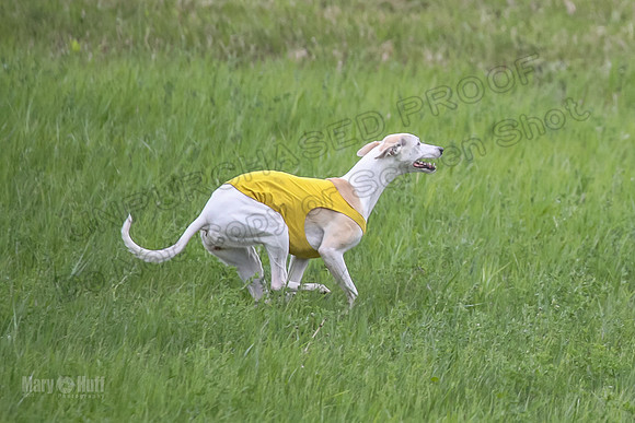 1 Prelims Fch 1 Flaare Cooper Buttercup-8263