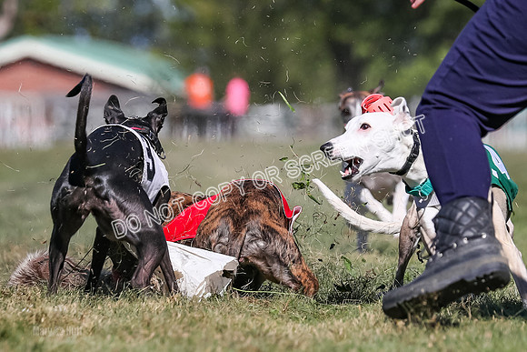 Prg 4, Race 1, Ruffian Flynn Nami Rigby Arrow Echo-0065