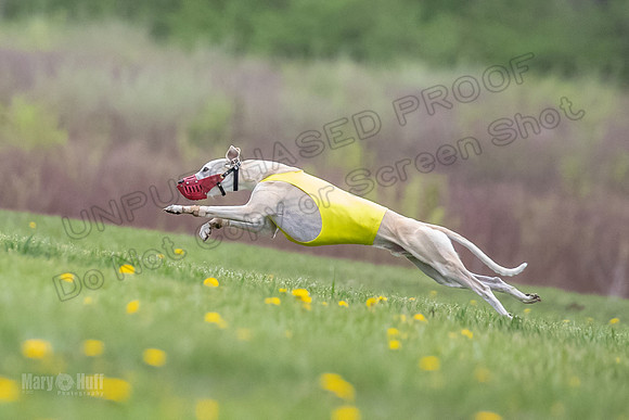 Finals Fch A2 Zinger Rush-9164