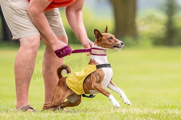 Finals Basenji-1390