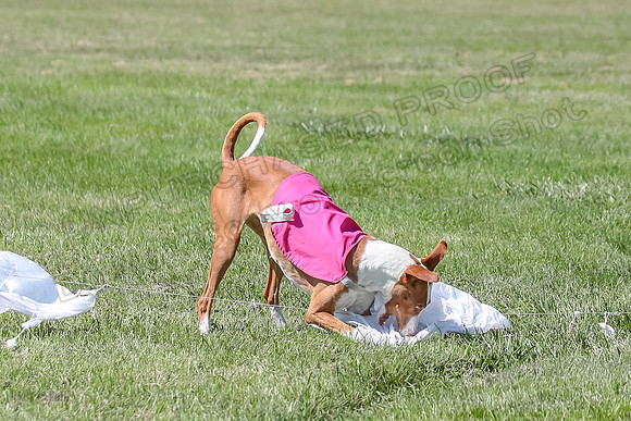 Finals Fch 2 Beastie Ginny-8334