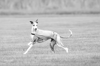Prelims Grayce-0707-2