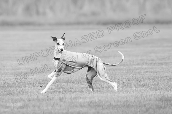 Prelims Grayce-0707-2