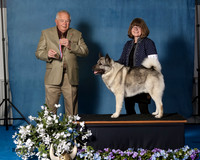 Elkhound 2020-1077