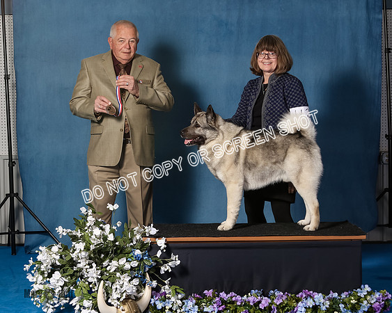 Elkhound 2020-1077