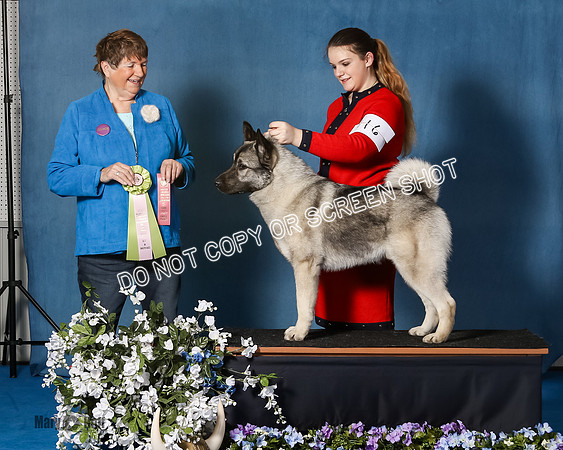 Elkhound 2020-1151