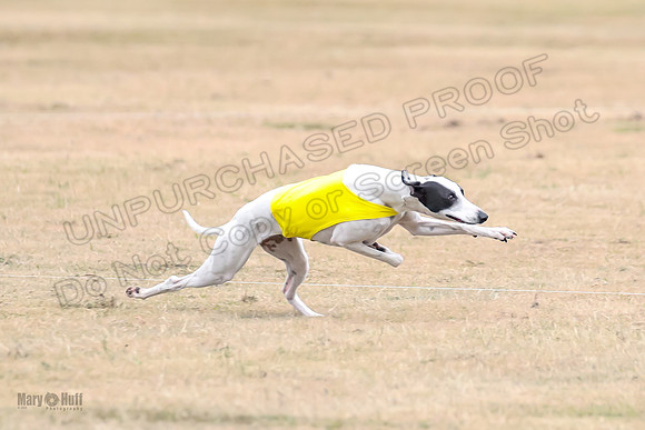 1Prelim Open 5 Petey Sue Cheese-3129