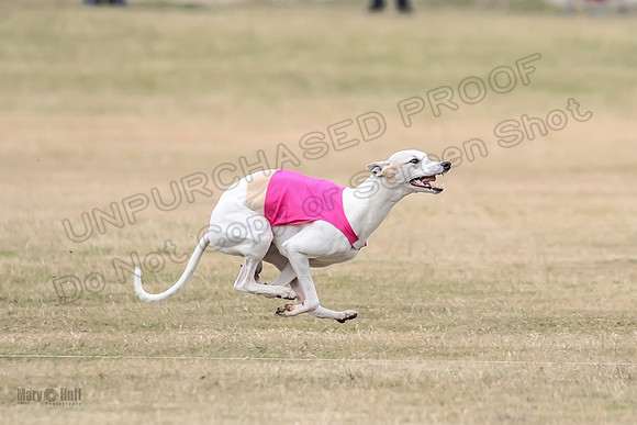 1Prelim Open 5 Petey Sue Cheese-3154