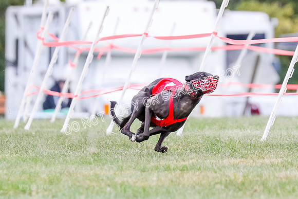 Prg 1, Race 16, Carl Maybe Bookie Sealli-0964-2