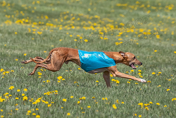 1Prelims Veterans 5 Rosie Smudge Smokey-1784
