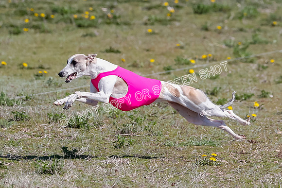 Prelim, Rocky Shimmy Zed-2432
