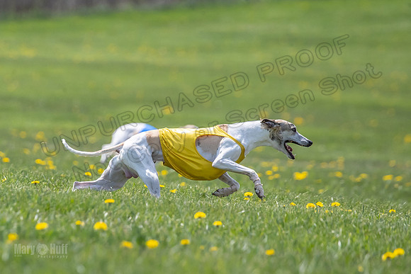 Finals Specials A4 Mica Carnie Marlee-4369
